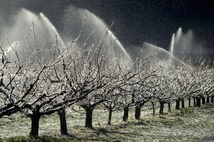 Protecting Apricot Trees In Blossom From Freezing Saxon Switzerland