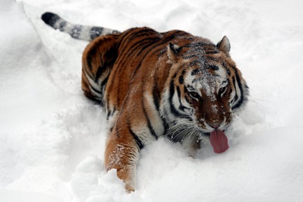 Siberian Tiger Pantera Tigris Altaica Pictured Editorial Stock Photo