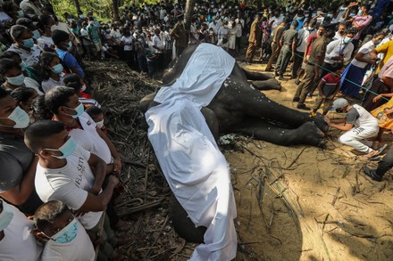 Nadungamuwa Raja Tusker Funeral In Sri Lanka Colombo 07 Mar 2022