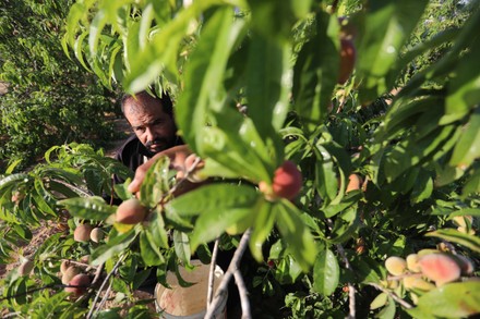 Count Palestinian Farmers Collect Peach From Their Field During