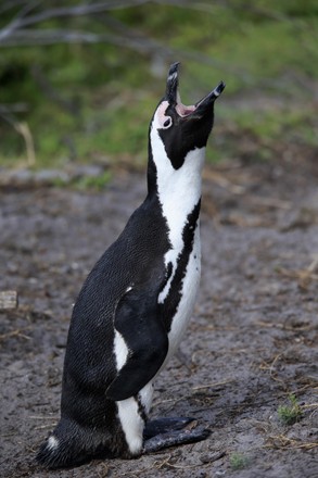 African Penguin Spheniscus Demersus Adult On Editorial Stock Photo