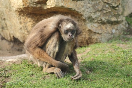 Geoffroys Spider Monkey Ateles Geoffroyi Sit Editorial Stock Photo