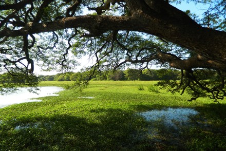 Anawilundawa Wetland Sanctuary Administered By Department Editorial