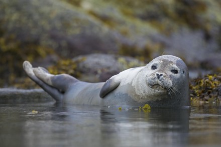 Common Seal Harbour Seal Phoca Vitulina Editorial Stock Photo Stock