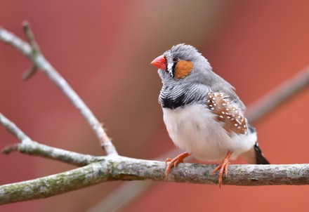 Zebra Finch Taeniopygia Guttata On Branch Editorial Stock Photo Stock