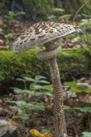 Parasol Giant Parasol Mushroom Macrolepiota Procera Editorial Stock