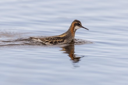 Rednecked Phalarope Phalaropus Lobatus Eats Mosquito Editorial Stock