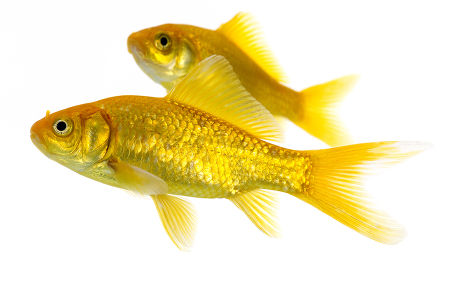 Goldfish Carassius Auratus Adults Against White Editorial Stock Photo