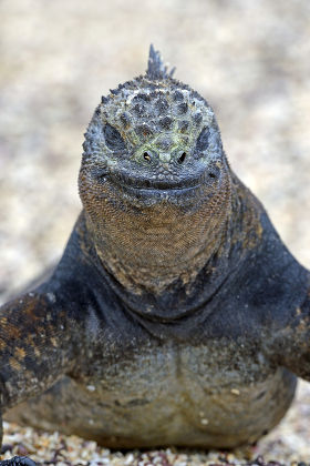 Marine Iguana Amblyrhynchus Cristatus Subspecies Isabela Editorial