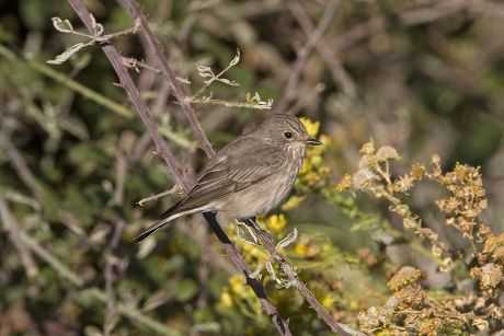 Spotted Flycatcher Muscicapa Striata Adult On Editorial Stock Photo