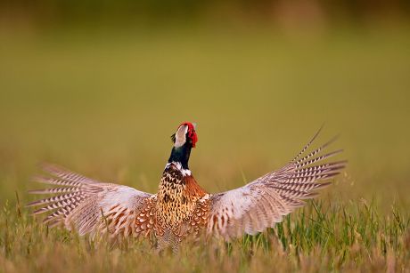 Common Pheasant Phasianus Colchicus Adult Male Editorial Stock Photo