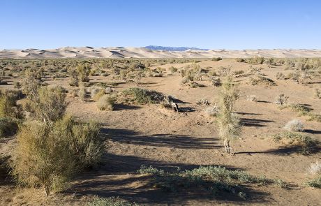 Saxaul Haloxylon Sp Forest Growing Desert Editorial Stock Photo Stock