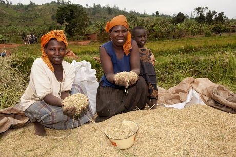 Rice Oryza Sativa Crop Woman Paddyfield Editorial Stock Photo Stock