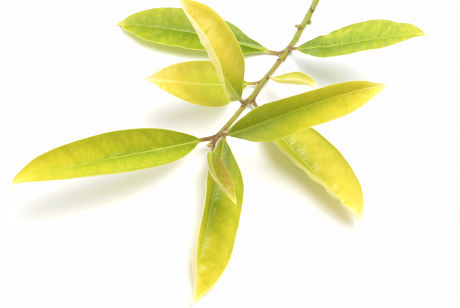 Yerba Mate Leaves Ilex Paraguariensis Mate Editorial Stock Photo