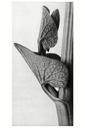 Historical Photograph Birthwort Aristolochia Clematitis Karl Editorial