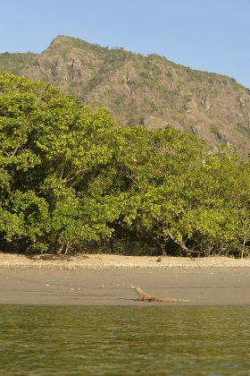 Komodo Dragon Varanus Komodoensis Adult Resting Editorial Stock Photo