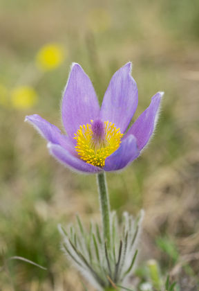 Greater Pasque Flower Pulsatilla Grandis Pulsatilla Editorial Stock