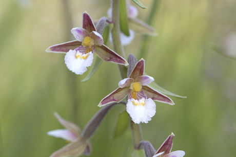 Marsh Helleborine Epipactis Palustris Flowers Eifel Editorial Stock