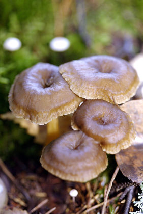 Trumpet Chanterelles Yellow Foot Chanterelle Cantharellus Editorial