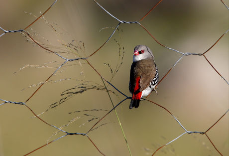 Diamond Firetail Stagonopleura Guttata Adult Perched Editorial Stock