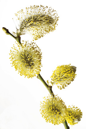 Pussy Willow Salix Caprea Catkins Editorial Stock Photo Stock Image