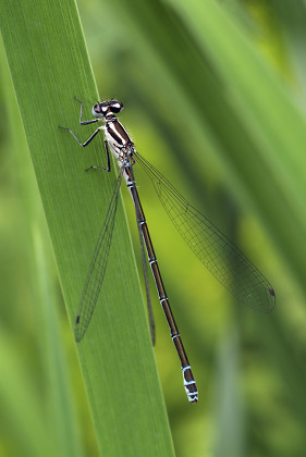 Azure Damselfly Coenagrion Puella Female Editorial Stock Photo Stock