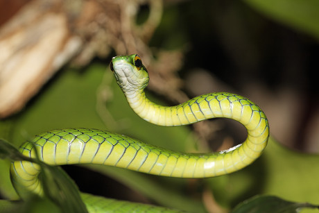 Satiny Parrot Snake Leptophis Depressirostris Costa Editorial Stock