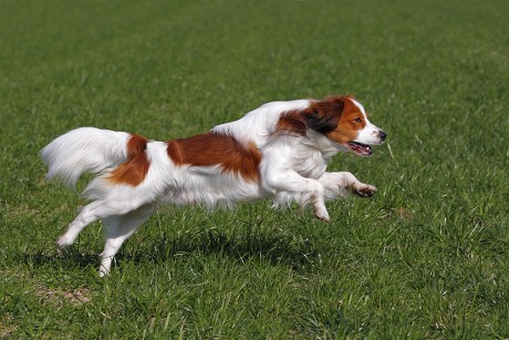 Kooikerhondje Kooiker Hound Canis Lupus Familiaris Editorial Stock