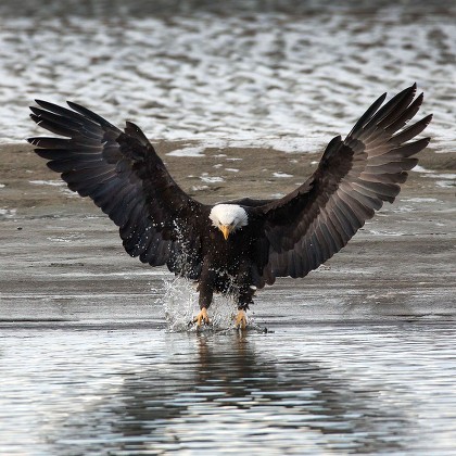 Bald Eagle Catching Fish Editorial Stock Photo Stock Image Shutterstock