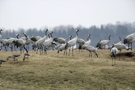 Large Flocks Migratory Birds Especially Thousands Editorial Stock Photo