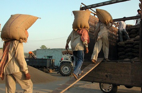 Workers Engaged Wheat Grain Market Various Editorial Stock Photo