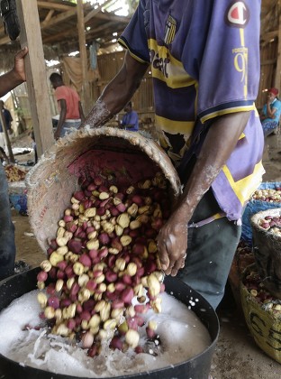 Workers Washses Cola Nuts Anyama Near Editorial Stock Photo Stock