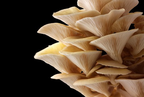 Golden Oyster Mushrooms Pleurotus Citrinopileatus Freshly Editorial