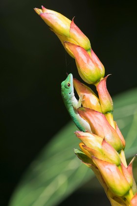 Small Day Gecko Phelsuma Astriata Praslin Editorial Stock Photo Stock