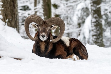 European Mouflon Ovis Orientalis Musimon Ram Editorial Stock Photo