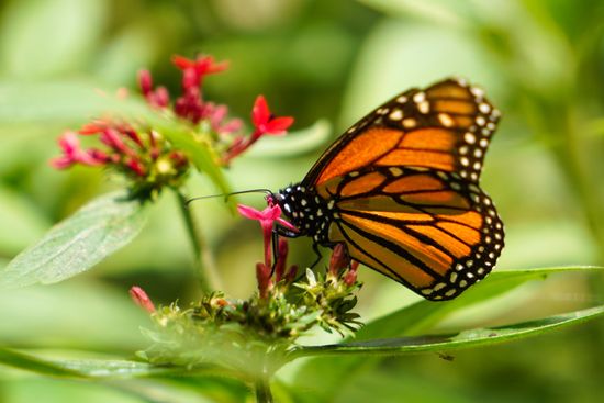 Monarch Butterfly Danaus Plexippus Rests Atitlan Editorial Stock Photo