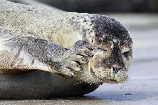 Common Seal Harbour Seal Phoca Vitulina Editorial Stock Photo Stock