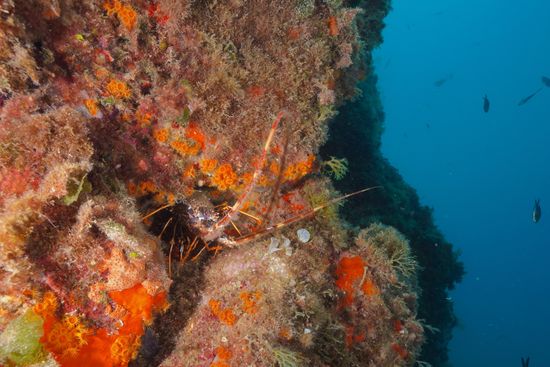 European Spiny Crayfish Palinurus Elephas On Editorial Stock Photo