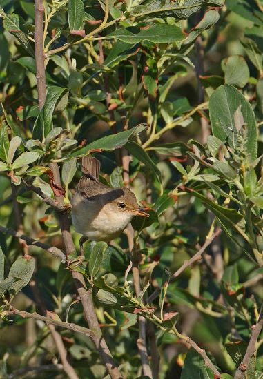 Marsh Warbler Acrocephalus Palustris Adult Male Editorial Stock Photo