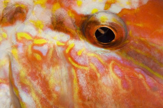 Eye Striped Red Mullet Mullus Surmuletus Editorial Stock Photo Stock