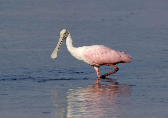 Roseate Spoonbill Ajaia Ajaja Florida America Editorial Stock Photo