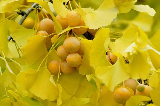 Ginkgo Ginkgo Biloba Branch Ripe Fruit Editorial Stock Photo Stock