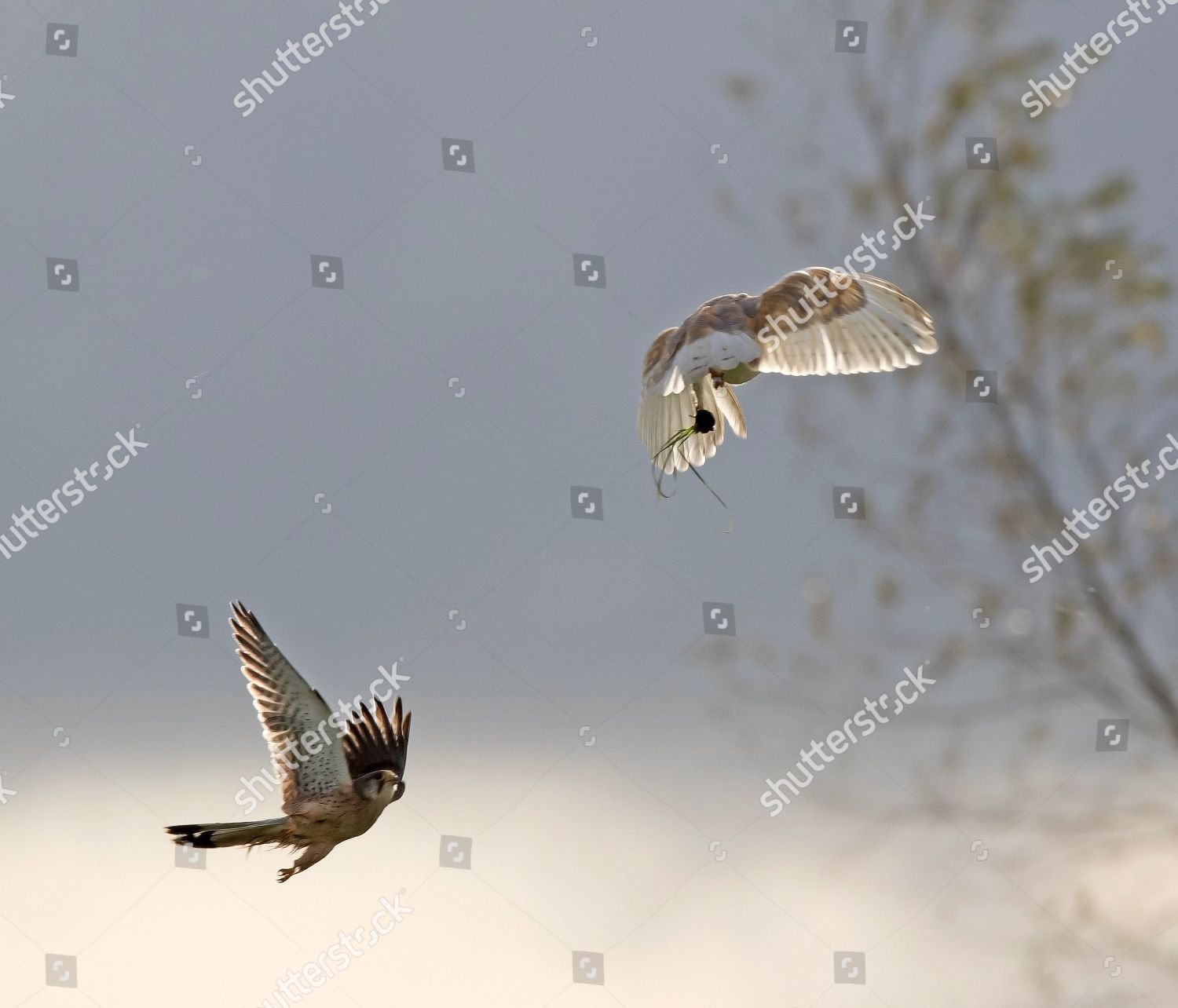 Kestrel Looks Steal Vole Owl Editorial Stock Photo Stock Image