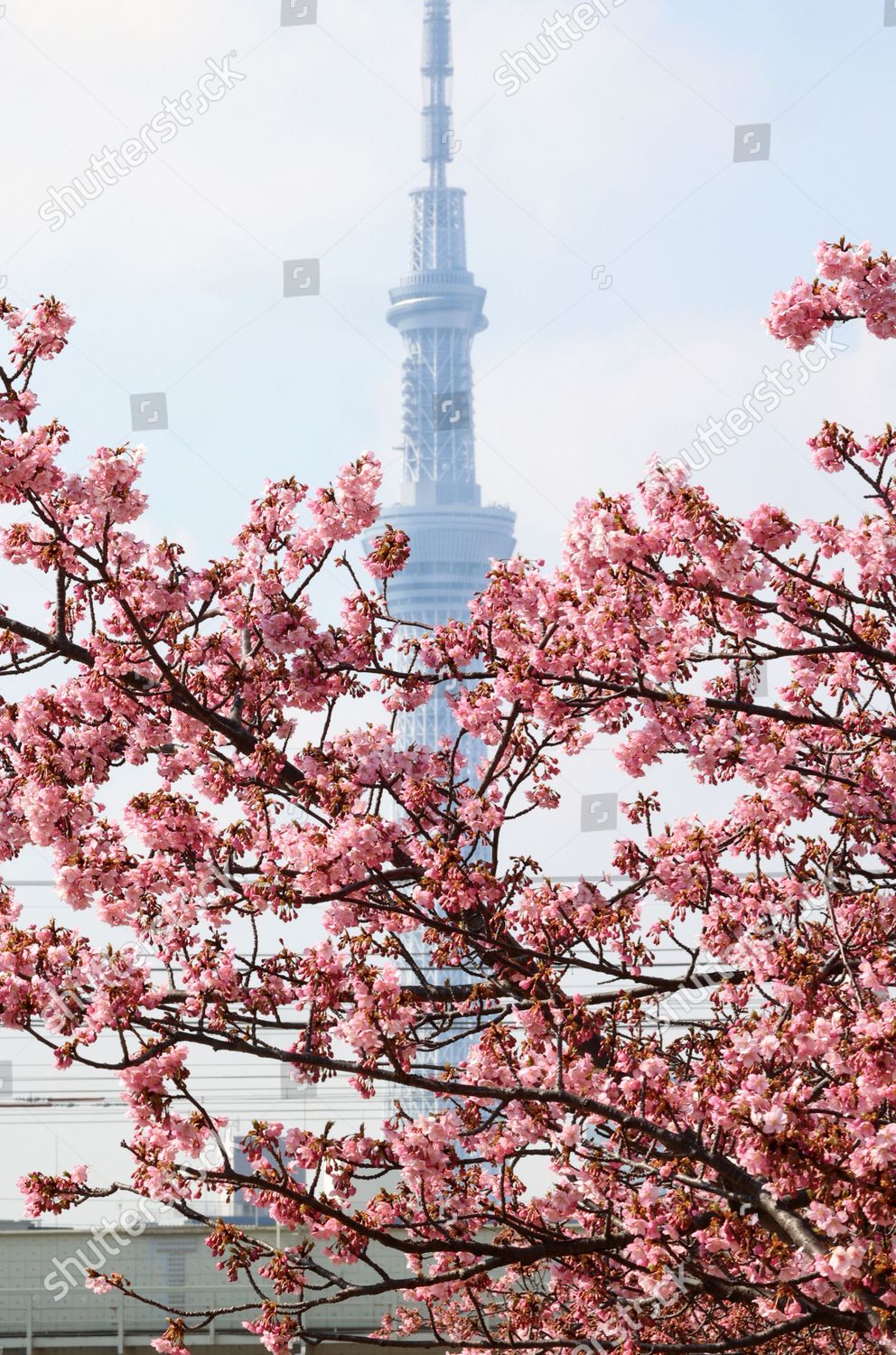 Japans Tallest Tower Tokyo Skytree Seen Editorial Stock Photo Stock