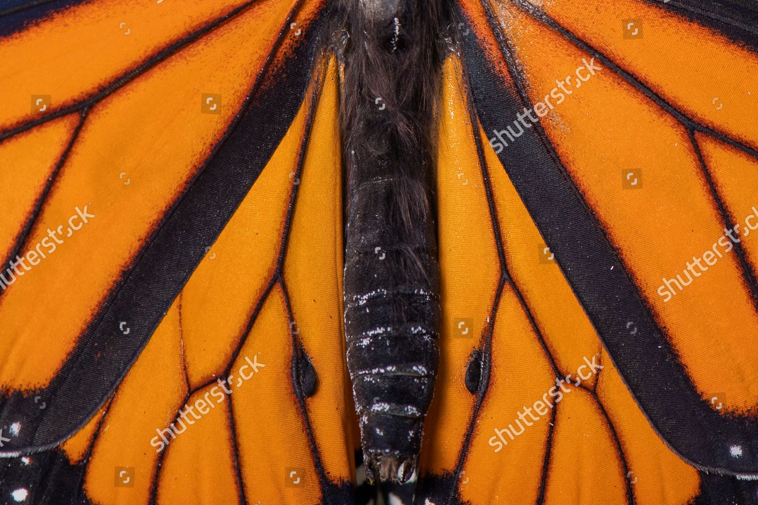 Closeup View Monarch Butterfly Danaus Plexippus Editorial Stock Photo