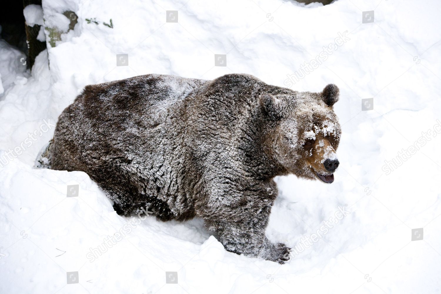 Pallejooseppi Male Brown Bear Waking After Editorial Stock Photo