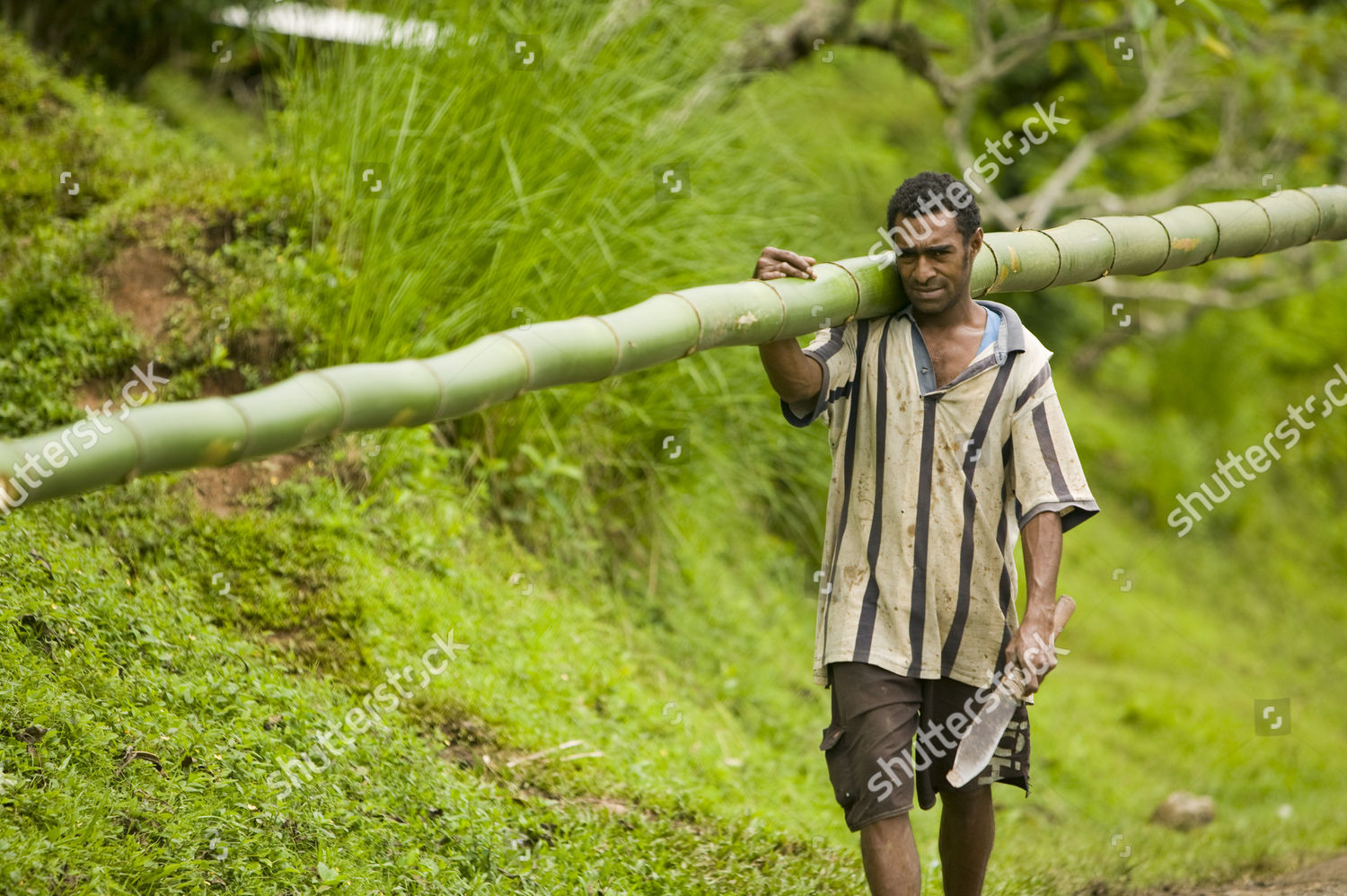 Fijian Men Carrying Bamboo Poles Bukaya Editorial Stock Photo Stock