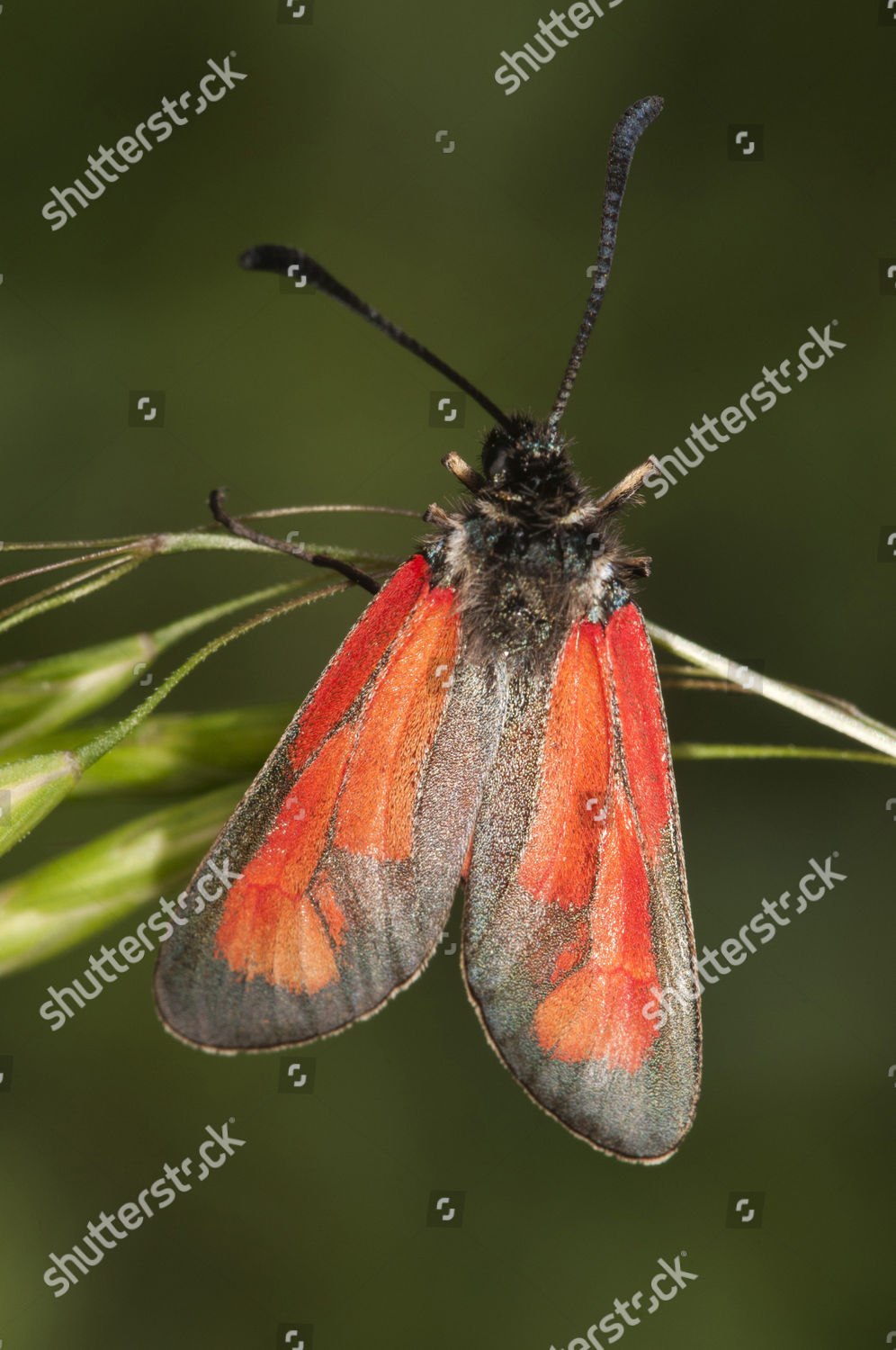 Transparent Burnet Zygaena Purpuralis Lake Kerkini Editorial Stock