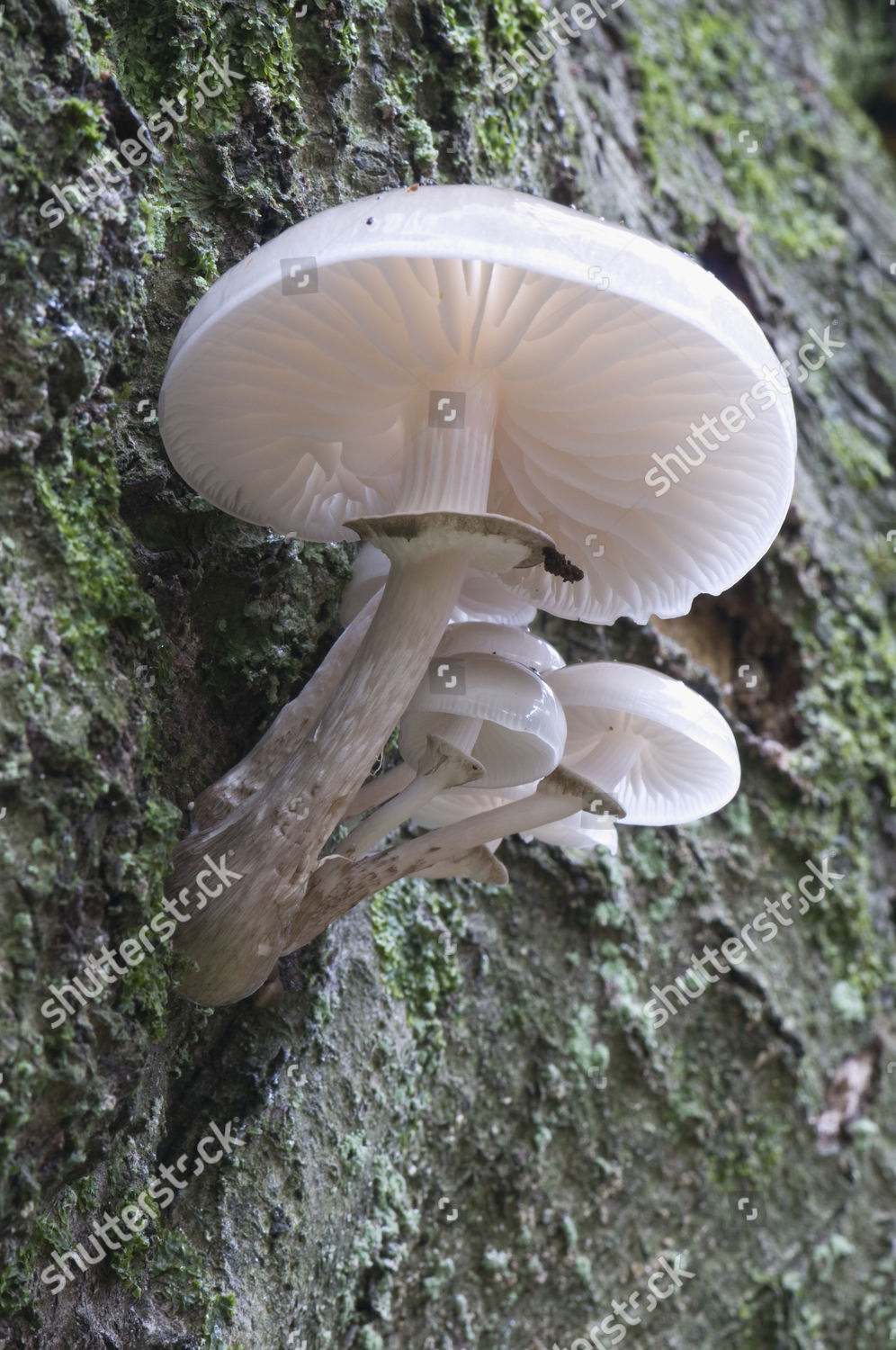 Porcelain Mushroom Oudemansiella Mucida Tinner Loh Editorial Stock