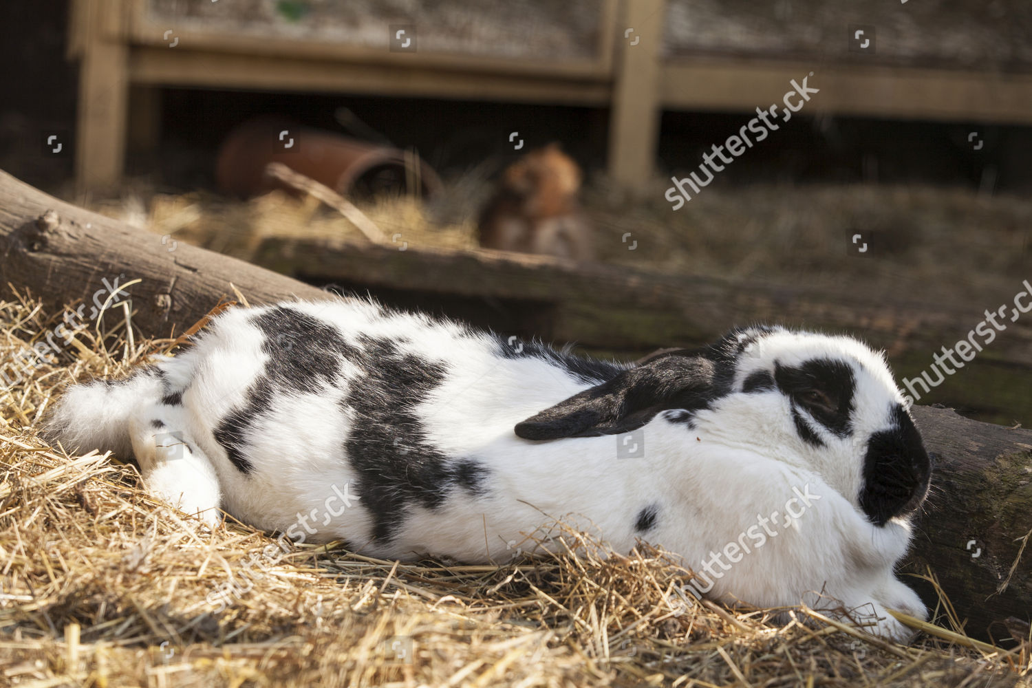 Rabbit Oryctolagus Cuniculus Forma Domestica Hesse Editorial Stock